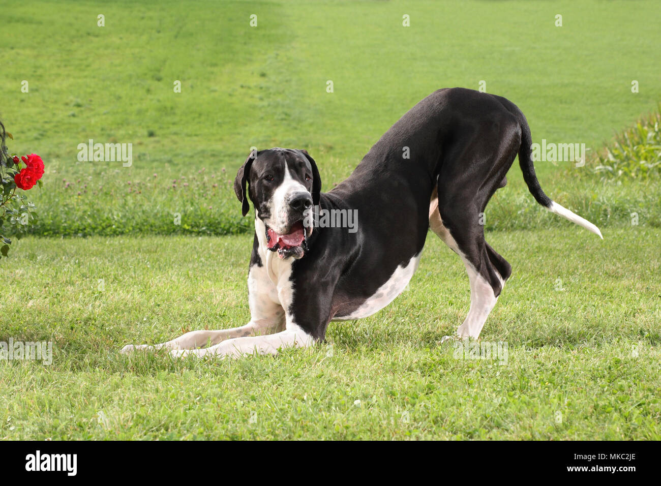 playful great dane, black and white, on a meadow Stock Photo