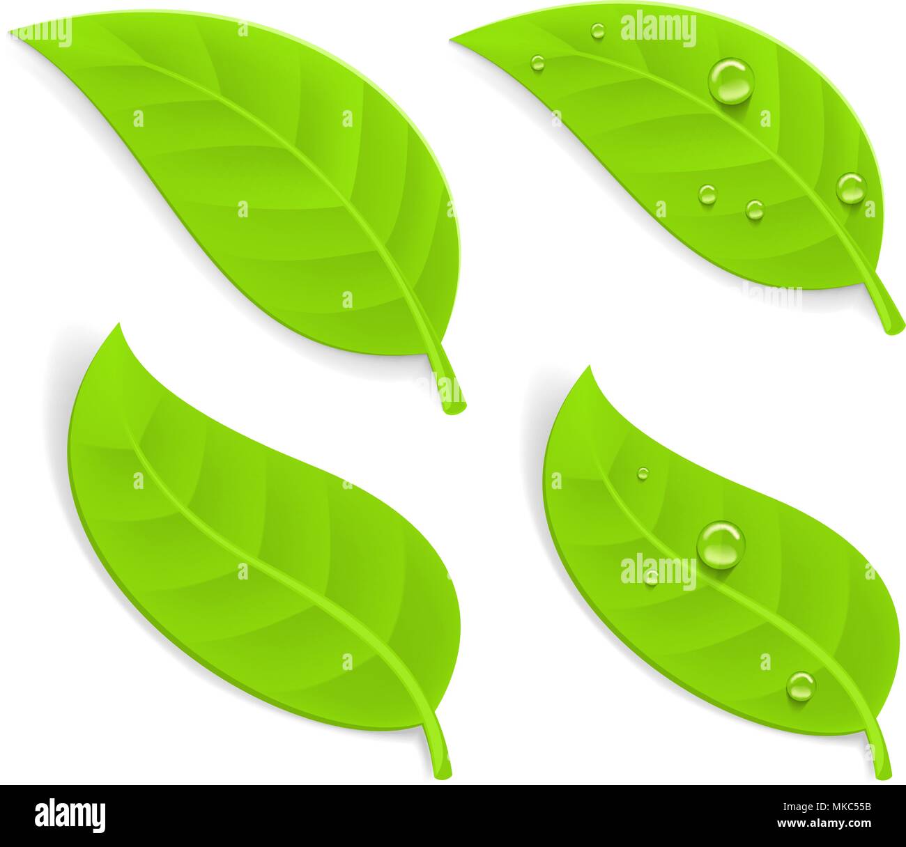 Green realistic leaves Stock Vector Image & Art Alamy