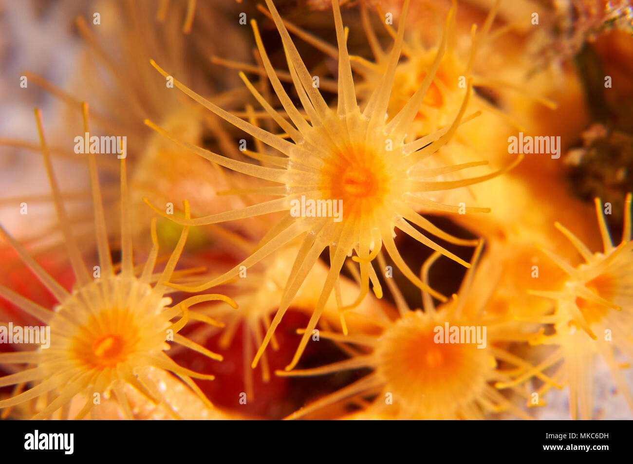 Macro detail of coral polyps from a yellow cluster anemone (Parazoanthus axinellae) in Mediterranean Sea (Formentera, Balearic Islands, Spain) Stock Photo