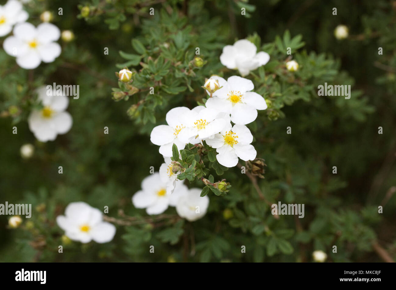 Potentilla fruticosa. White flowered. shrubby cinquefoil plant. Stock Photo