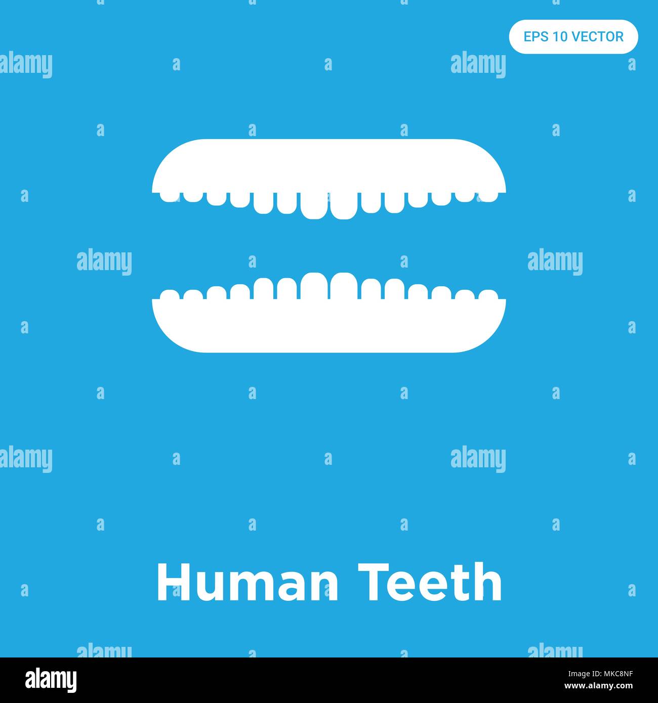 Human Teeth vector icon isolated on blue background, sign and symbol ...