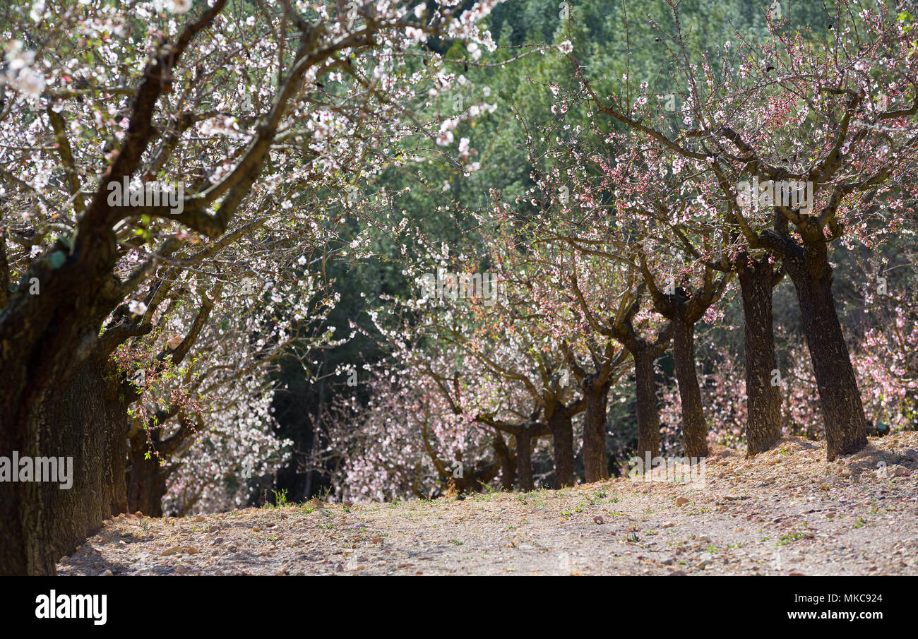 Plantation of almond tree Stock Photo