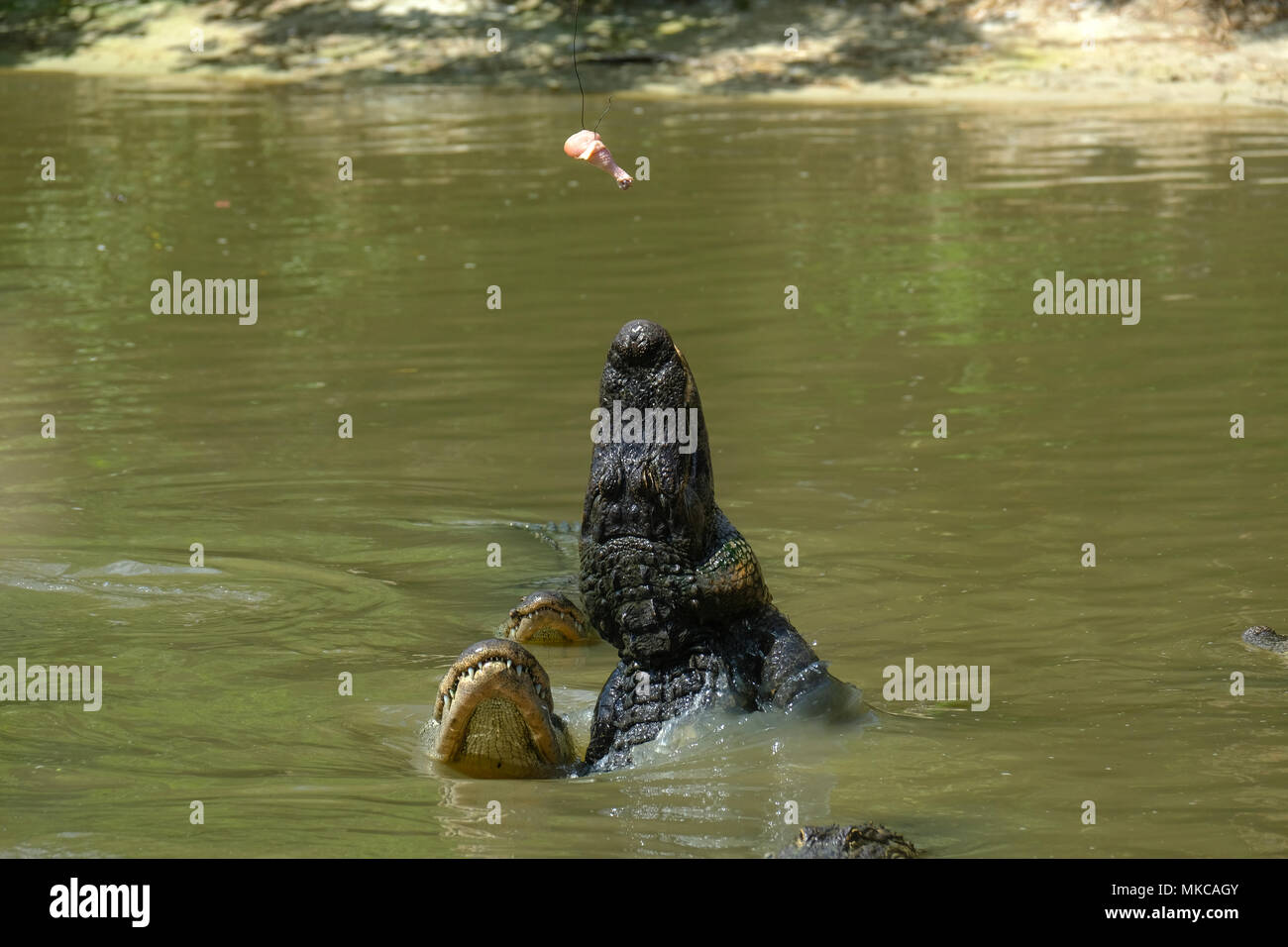 Alligators feeding in Wild Florida reserve, USA Stock Photo