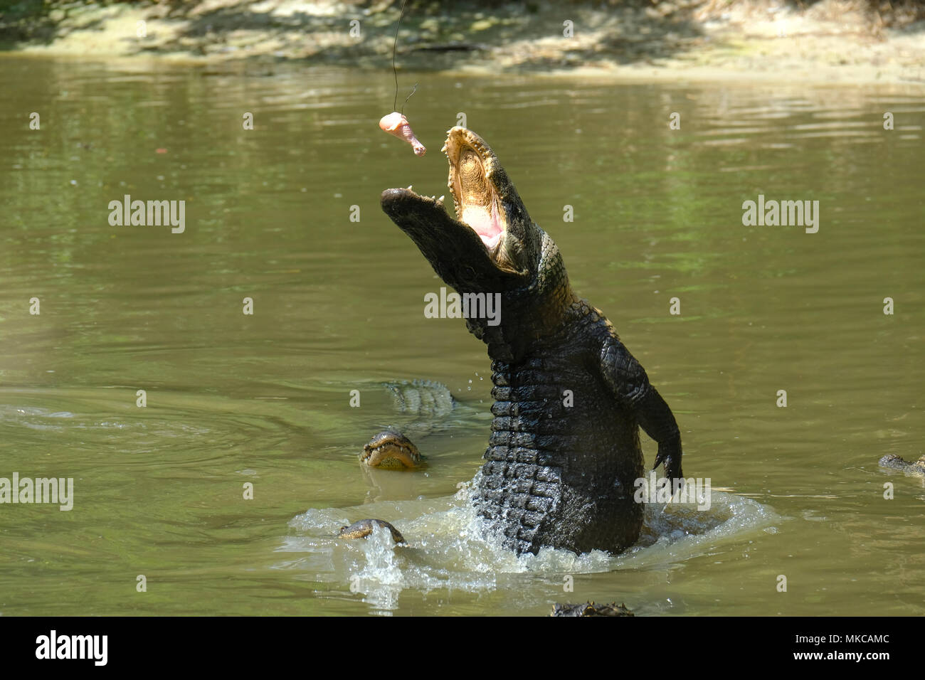 Alligators feeding in Wild Florida reserve, USA Stock Photo Alamy