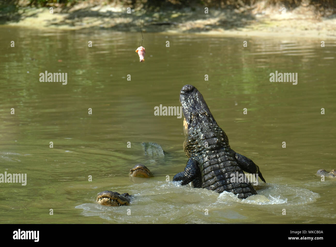 Alligators feeding in Wild Florida reserve, USA Stock Photo Alamy
