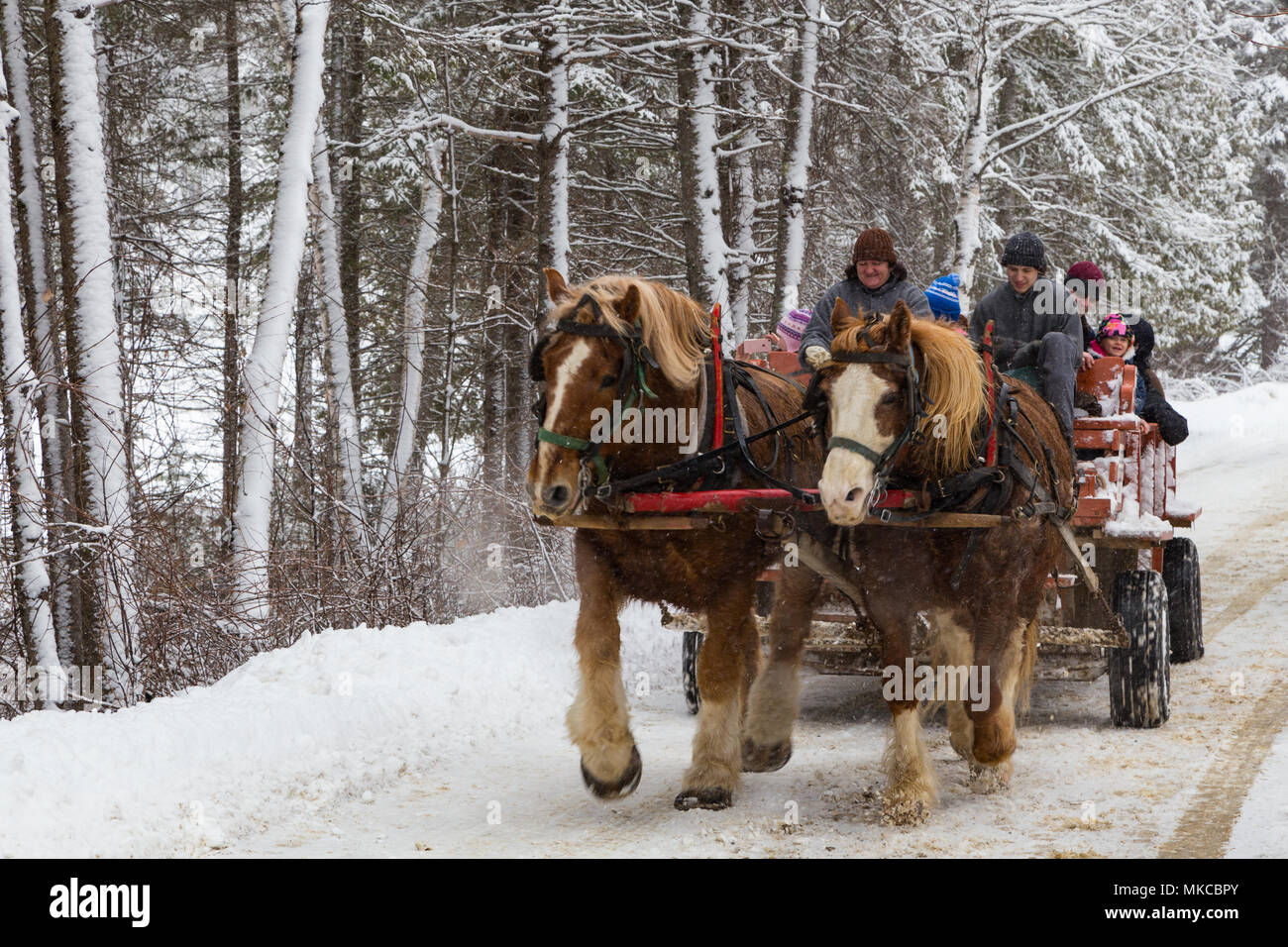 Horse drawn wagon ride at Historic Kings Landing'a Annual Sugar Bush Event. Stock Photo