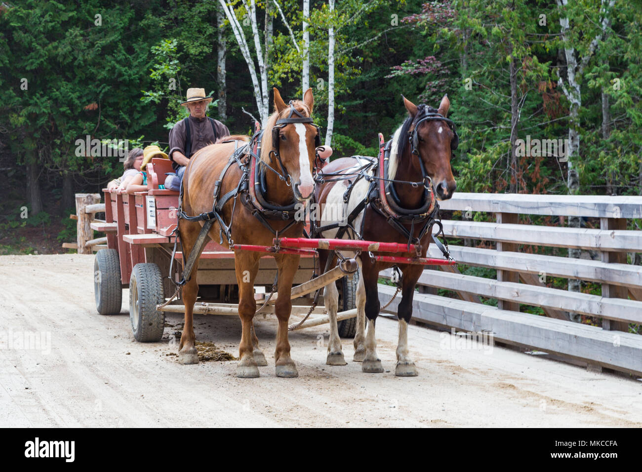 19th century wagon being drawn by a team of workhorses across the bridge at  Kings Landing Historical Settlement, New Brunswick, Canada Stock Photo -  Alamy
