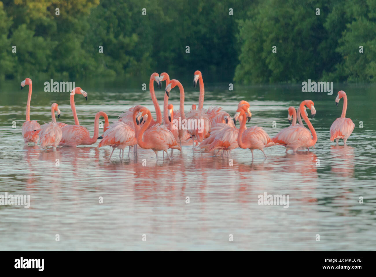 Pink flamingos family at dawn , they gather before setting off to start their day in the river Stock Photo