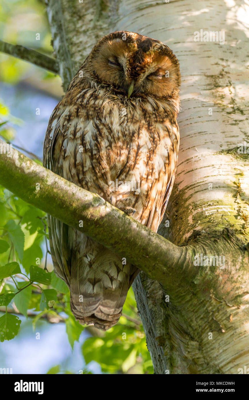 Tawny owl perched in a silverbirch tree at the Pulborough wildlife reserve about 100 yards from two owlets in another tree said to be direct family. Stock Photo