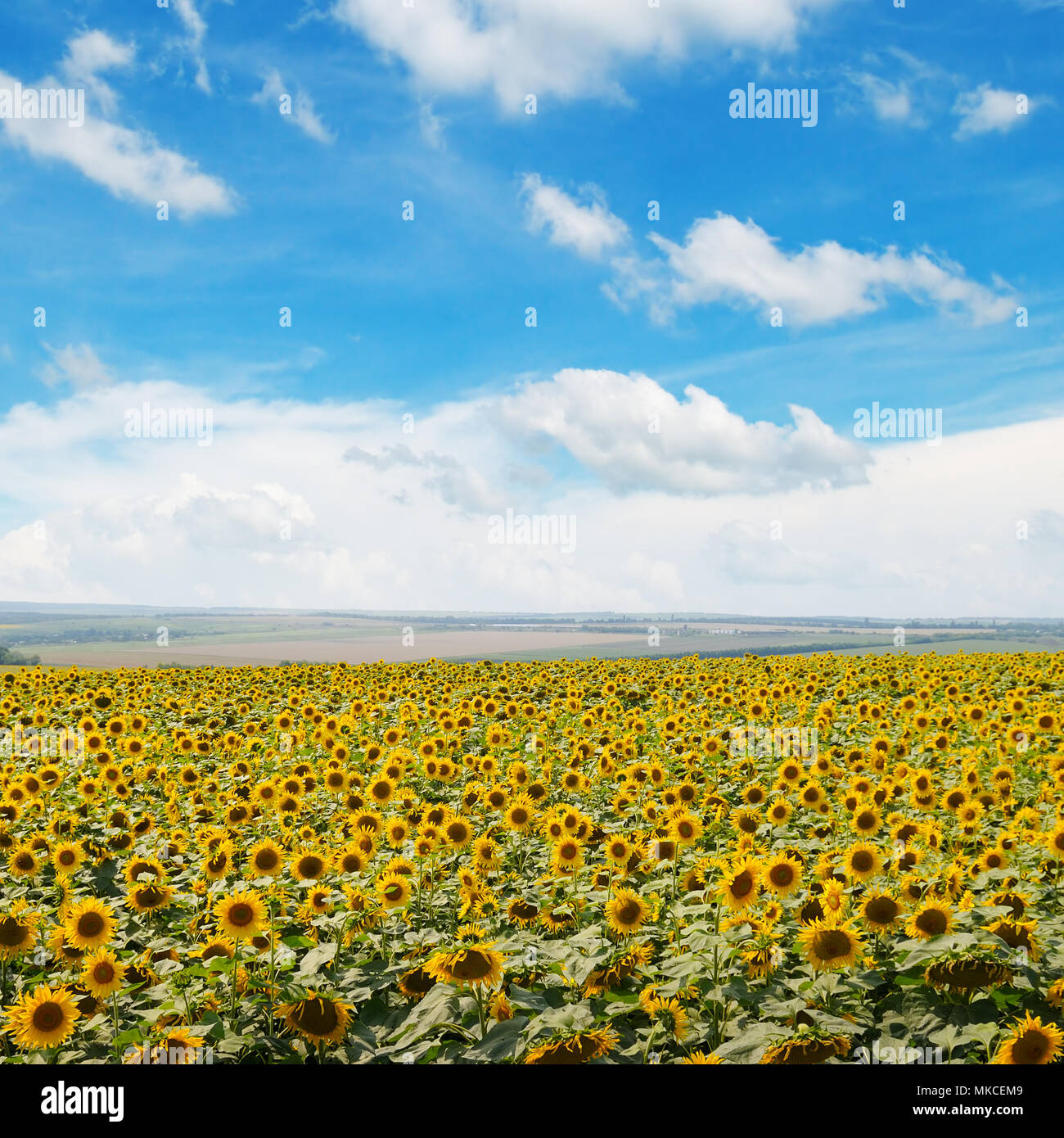 field of sunflowers and blue sky Stock Photo - Alamy
