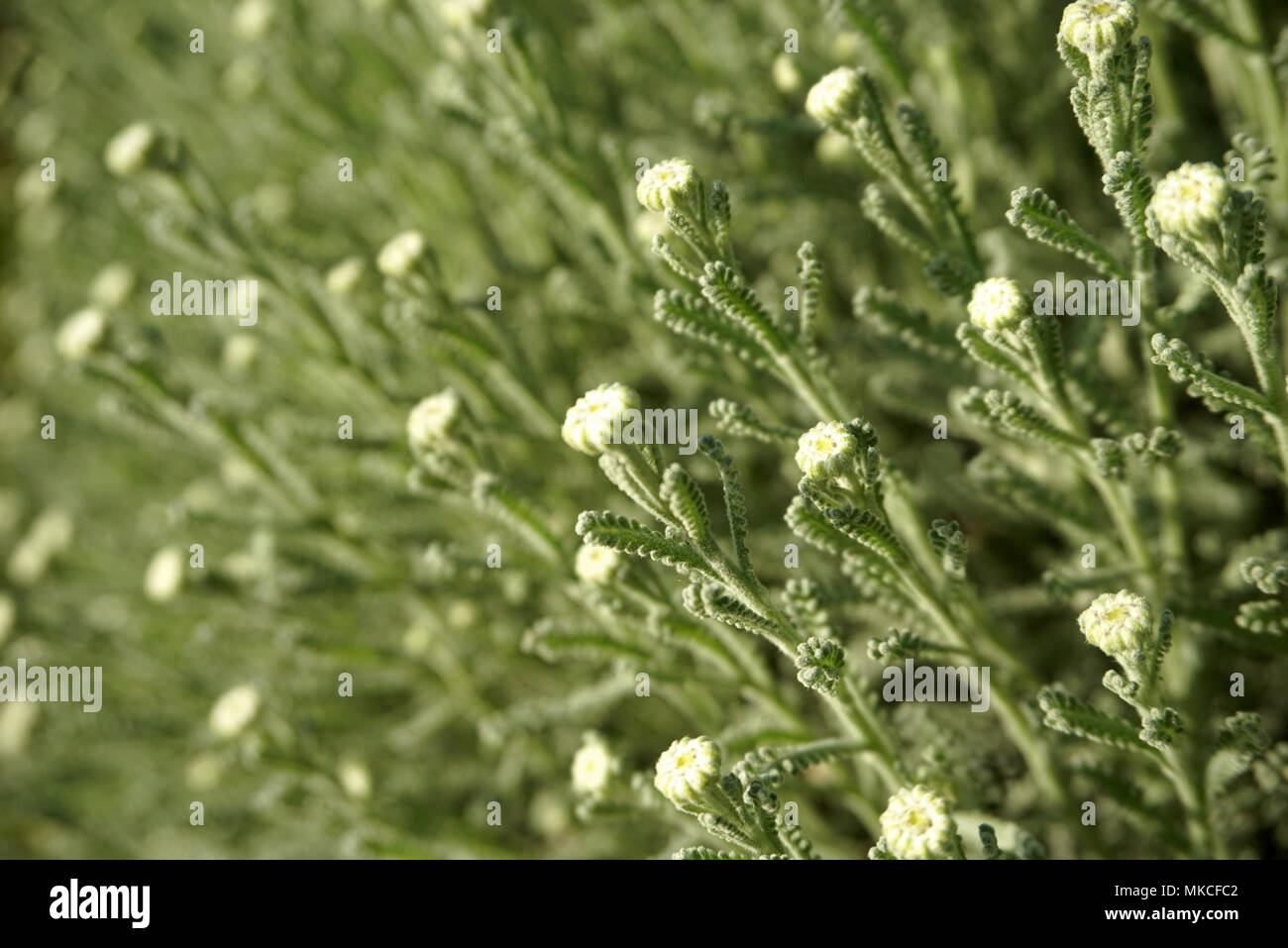 Close up and selective focus green buds of Astolina chamaecyparissus, Mediterranean bush, selective focus on nature detail Stock Photo