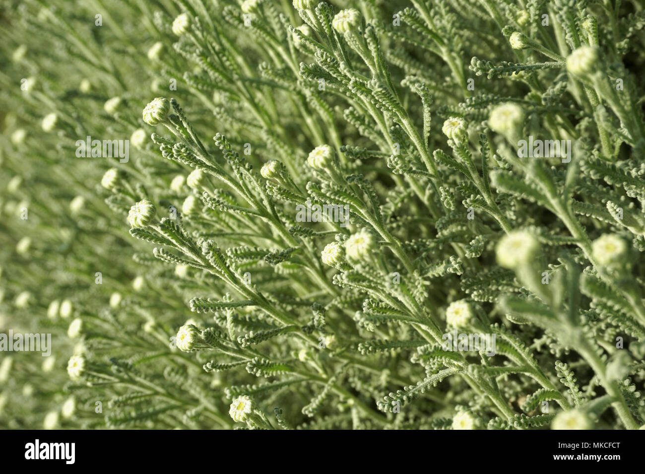 Selective focus buds of Santolina chamaecyparissus, Mediterranean bush. Beauty of nature background Stock Photo