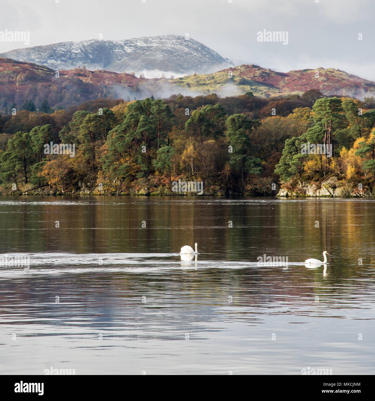 A pair of swans swim on Windermere lake beside autumn woodland and under Wetherlam mountain in Langdale, at Ambleside in England's Lake District Natio Stock Photo