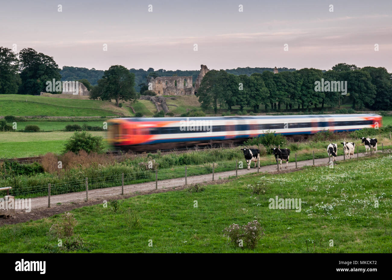 Sherborne, England, UK - August 20, 2012: A South West Trains Class 159 passenger train travels past the ruins of Sherborne Castle and fields of cows  Stock Photo