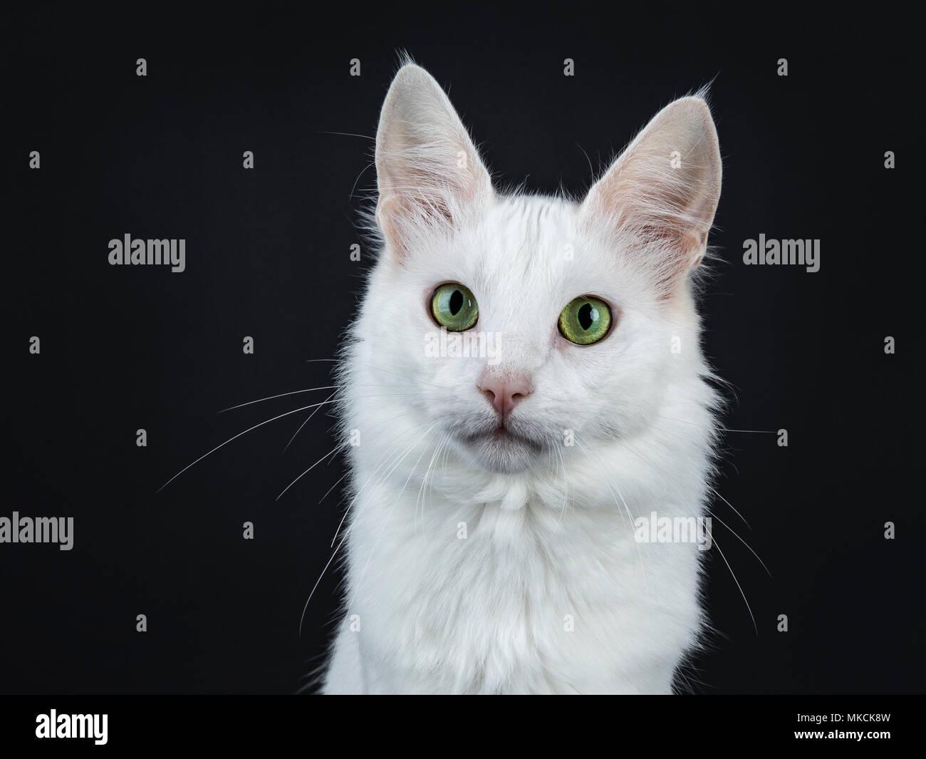 Head shot of solid white Turkish Angora cat with green eyes isolated on black background looking at camera Stock Photo