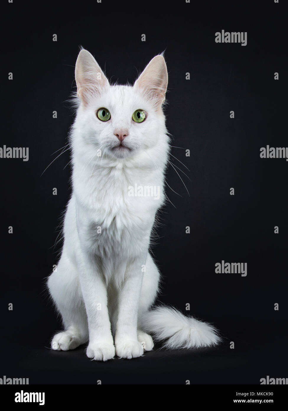 Solid white Turkish Angora cat with green eyes sitting facing front isolated on black background looking directly at camera Stock Photo
