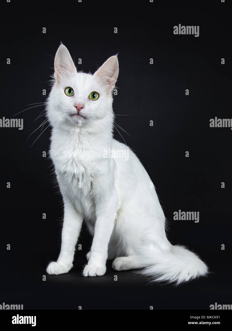Solid white Turkish Angora cat with green eyes sitting side ways isolated on black background looking at camera Stock Photo