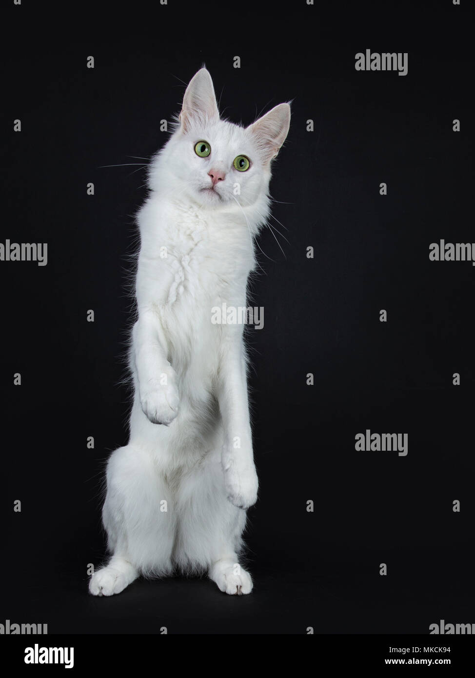 Solid white Turkish Angora cat with green eyes standing on back paws like meerkat isolated on black background looking at camera Stock Photo