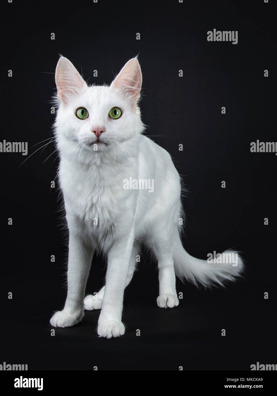 Solid white Turkish Angora cat with green eyes standing slightly side ways isolated on black background looking at camera Stock Photo