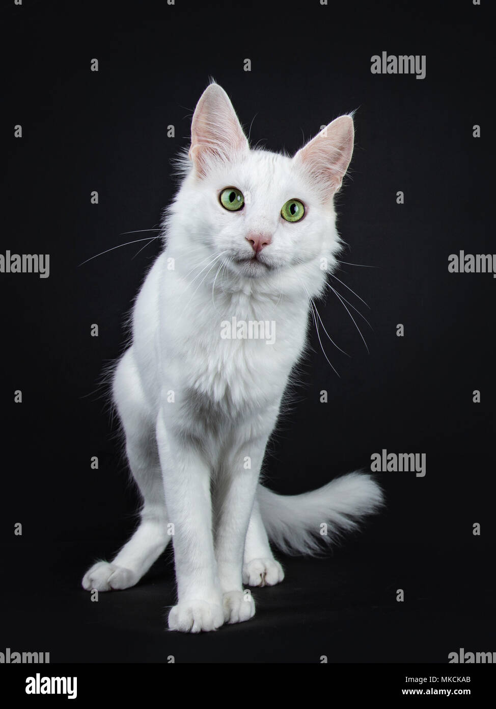 specify Countryside Magistrate Solid white Turkish Angora cat with green eyes standing isolated on black  background looking curiously at camera Stock Photo - Alamy