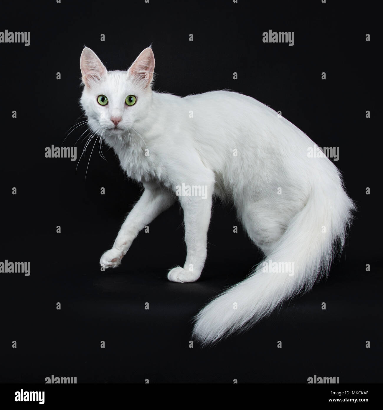 Solid white Turkish Angora cat with green eyes walking side ways isolated on black background looking straight in camera with tail hanging down Stock Photo