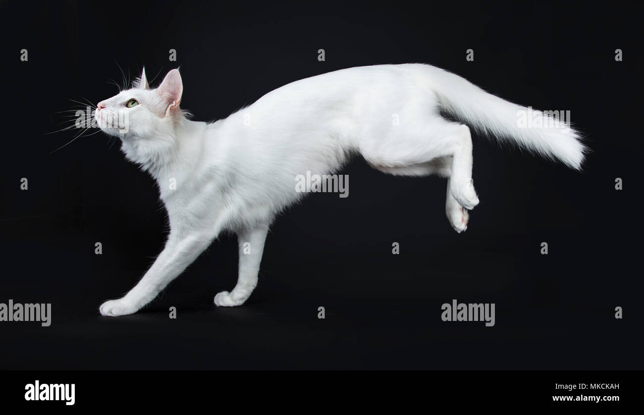 Solid white Turkish Angora cat with green eyes jumping / landing side ways isolated on black background looking up Stock Photo