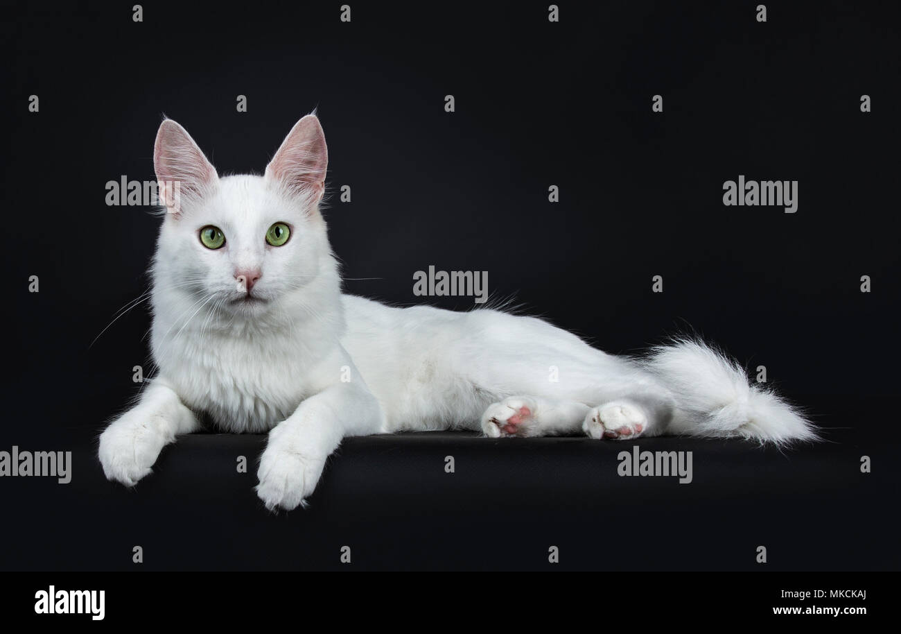 Solid white young Turkish Angora cat with green eyes laying side ways isolated on black background looking at camera Stock Photo