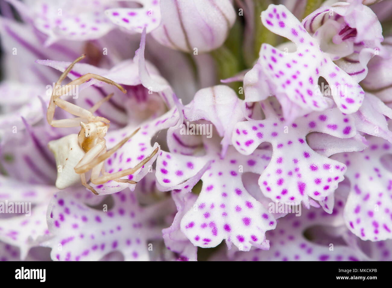 Crab spider on orchid hi-res stock photography and images - Alamy