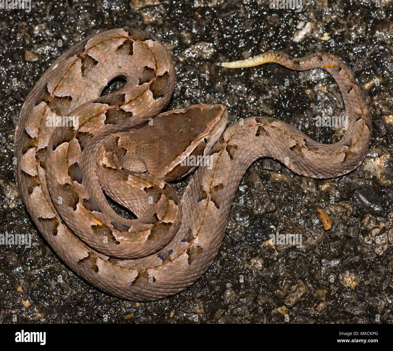 Malayan Pit Viper (Calloselasma rhodostoma) Krabi region of Thailand. Stock Photo