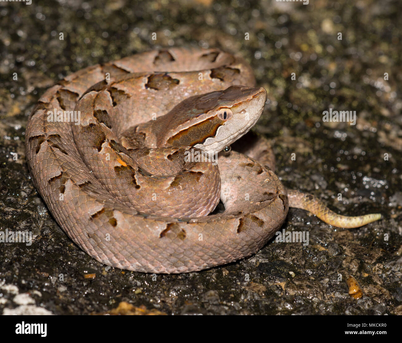 Malayan Pit Viper (Calloselasma rhodostoma) Krabi region of Thailand. Stock Photo