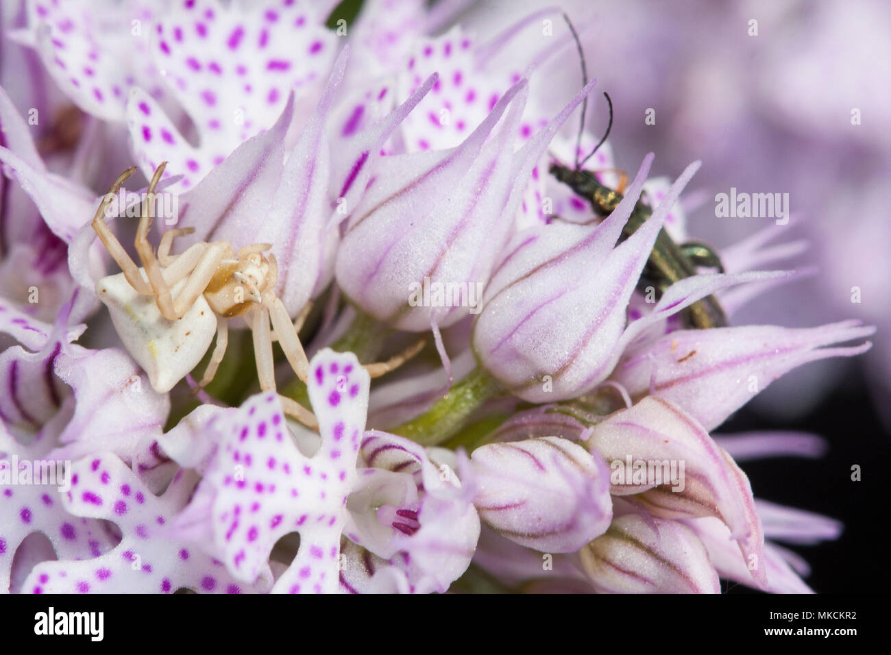 Crab Spider On Orchid High Resolution Stock Photography and Images - Alamy