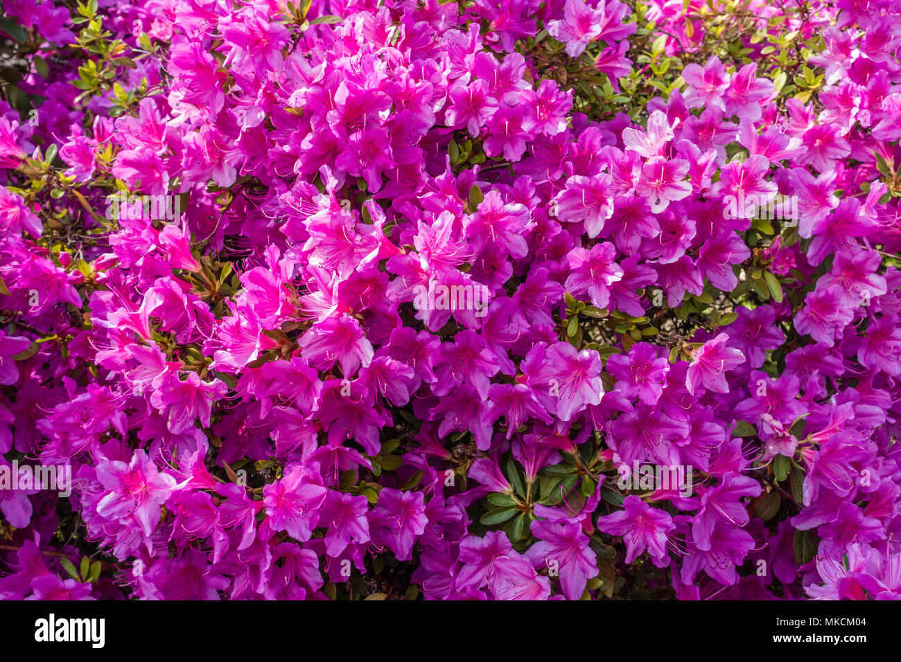Background shot of brilliant pink Azaleas. Stock Photo