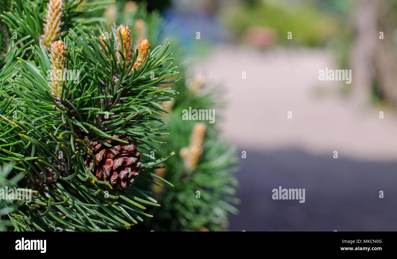 pine branch with the cone at the left on a shot. close up Stock Photo ...