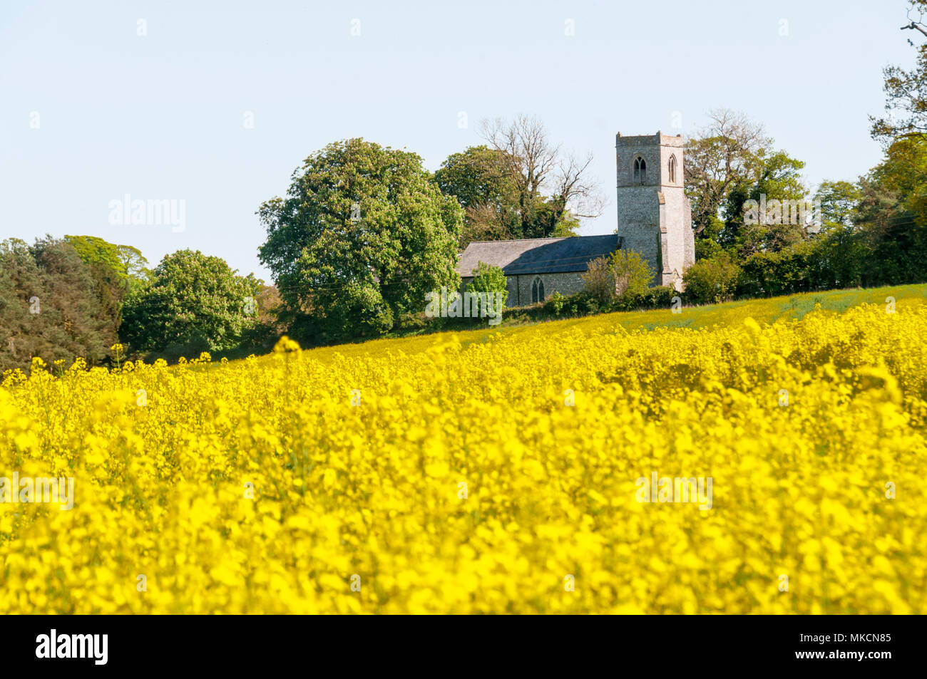 The church of All Saints, Fring, in north west Norfolk seen across a field of oilseed rape. Stock Photo