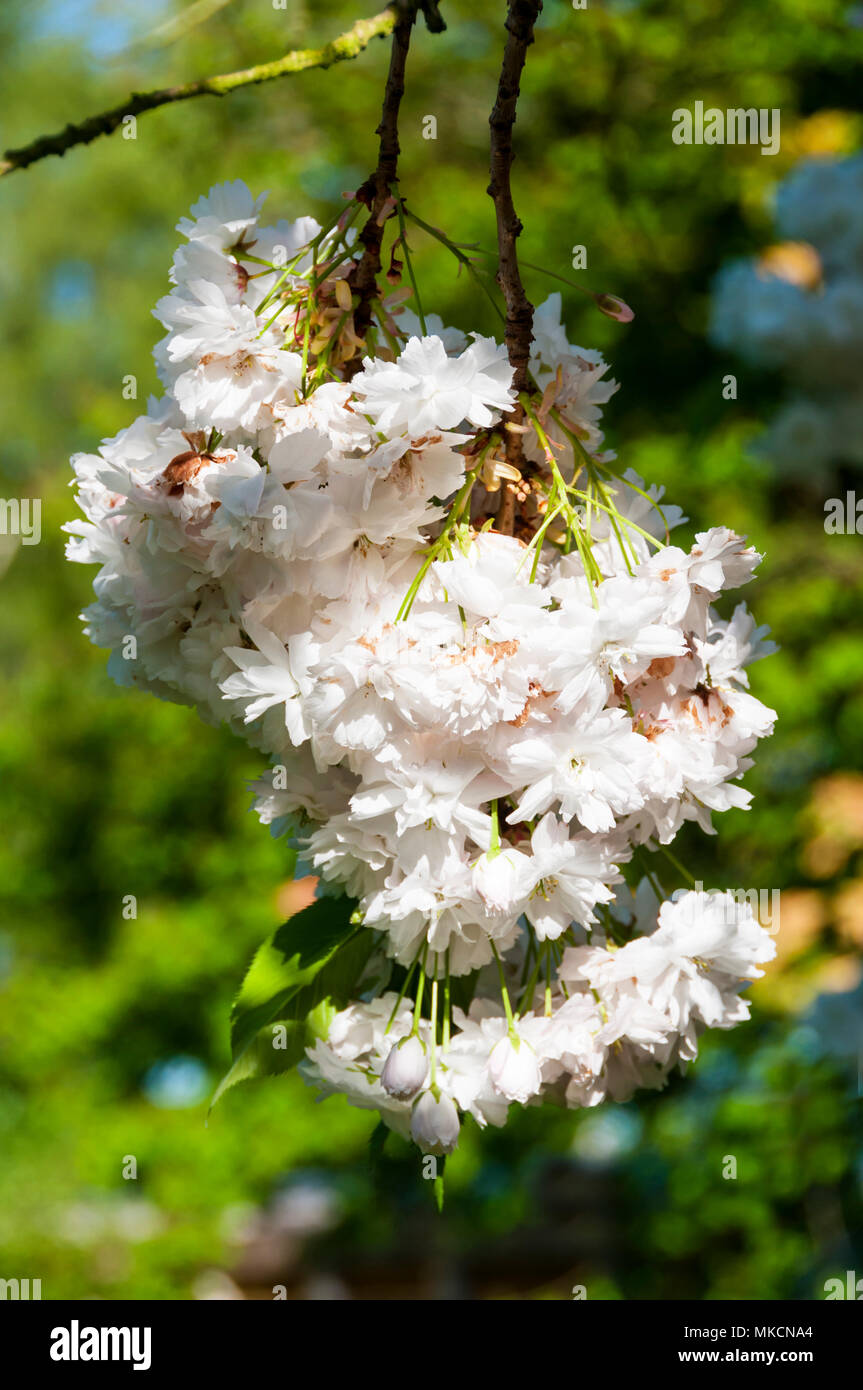 White cherry blossom on branches of an ornamental cherry tree Stock Photo