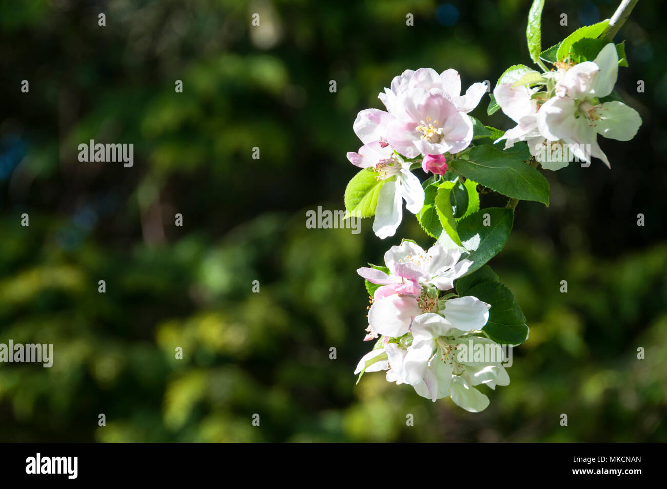 White apple blossom on branches of a Bramley apple tree, Malus domestica Stock Photo