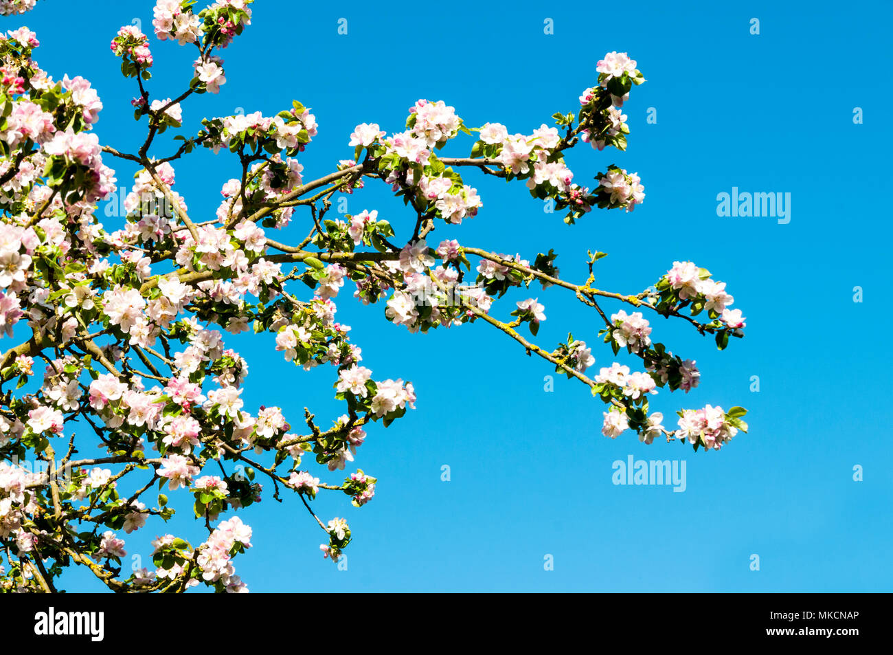 White apple blossom on branches of a Bramley apple tree, Malus domestica, against a clear blue sky Stock Photo