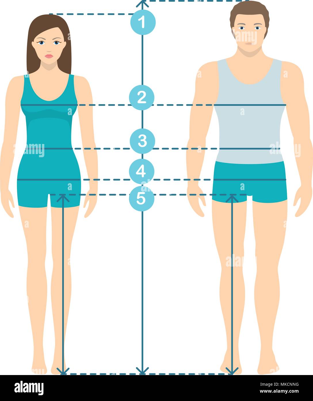 Vector illustration of man and women in full length with measurement lines  of body parameters . Man and women sizes measurements. Human body measureme  Stock Vector Image & Art - Alamy