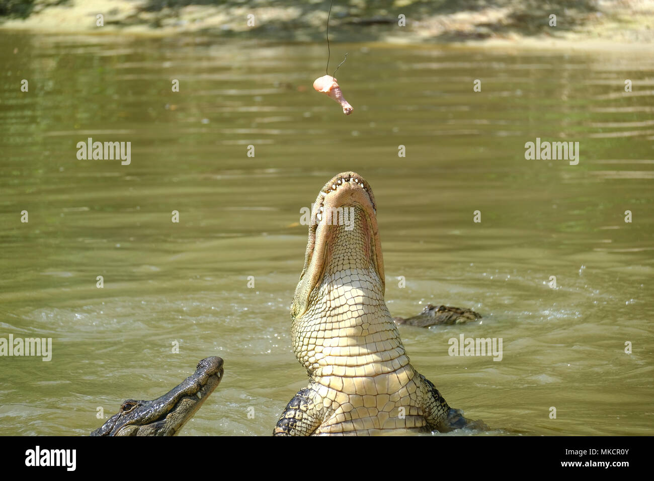 Alligators feeding in Wild Florida reserve, USA Stock Photo Alamy