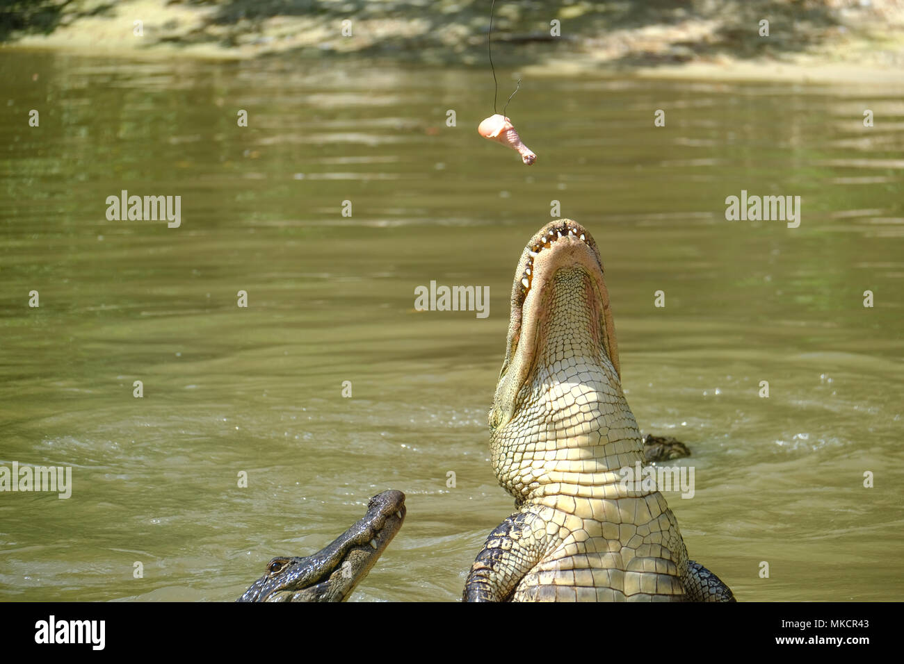 Alligators feeding in Wild Florida reserve, USA Stock Photo