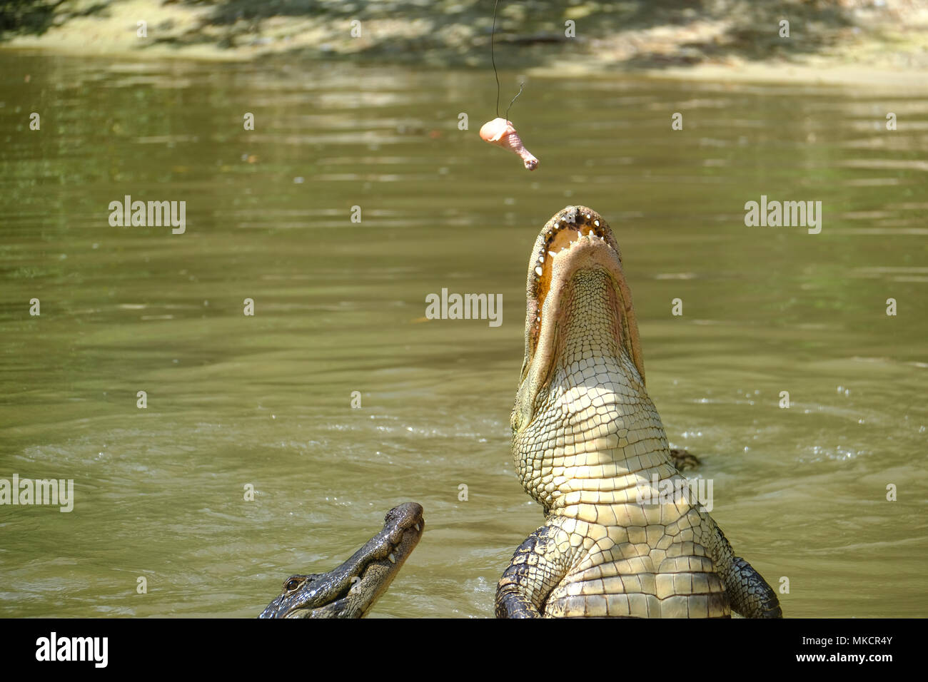 Alligators feeding in Wild Florida reserve, USA Stock Photo