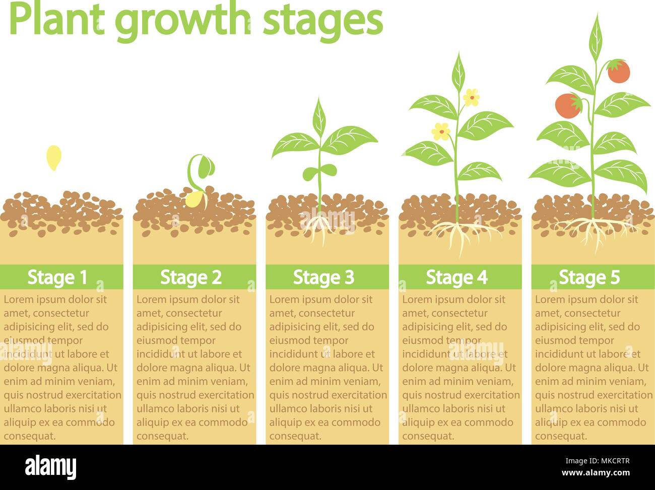 Plants growing infographic. Plants growing process. Plants growth stages.  Plants growing from seed to fruits Stock Vector Image & Art - Alamy