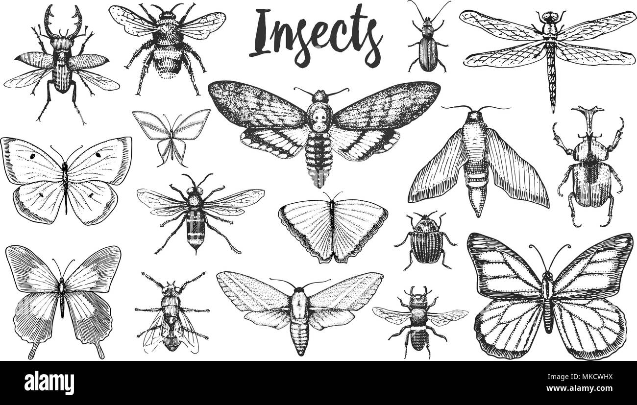 Different insects set. Butterfly and dragonfly, bug and pet bee. Mystical  symbol of freedom. entomological collection. engraved hand drawn in old  sketch vintage style. t-shirt or scrapbooking design Stock Vector Image &
