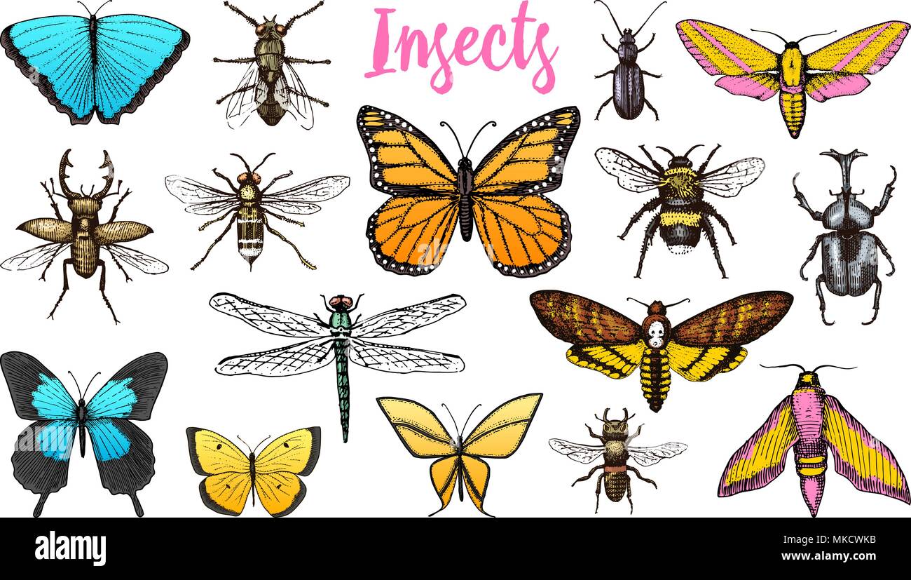 Insects Collection T-Shirt Beetle Dragonfly Locust T Shirt Insects Collection T-Shirt Beetle Dragonfly Locust T Shirt