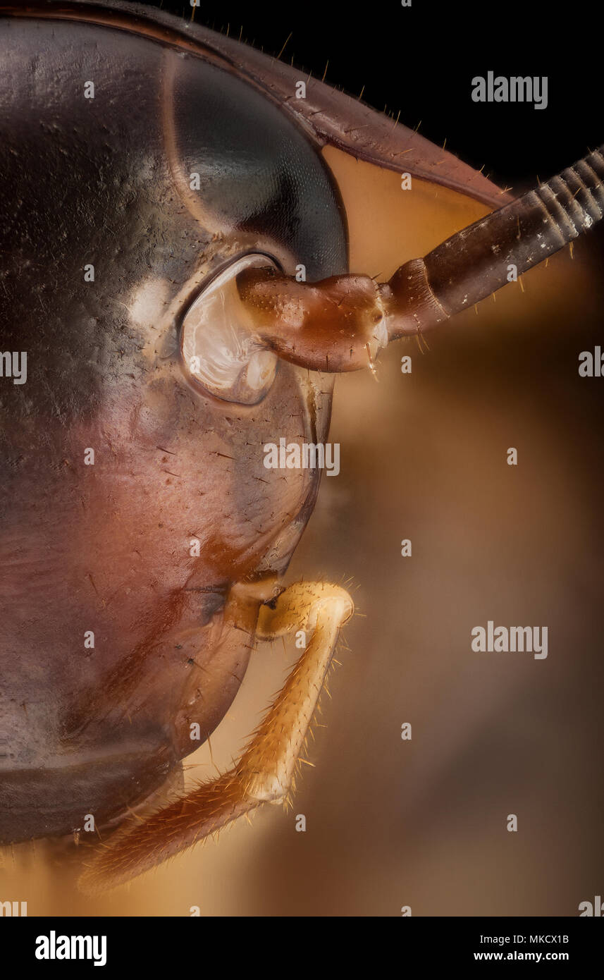 Blattodea -  cockroache Stock Photo