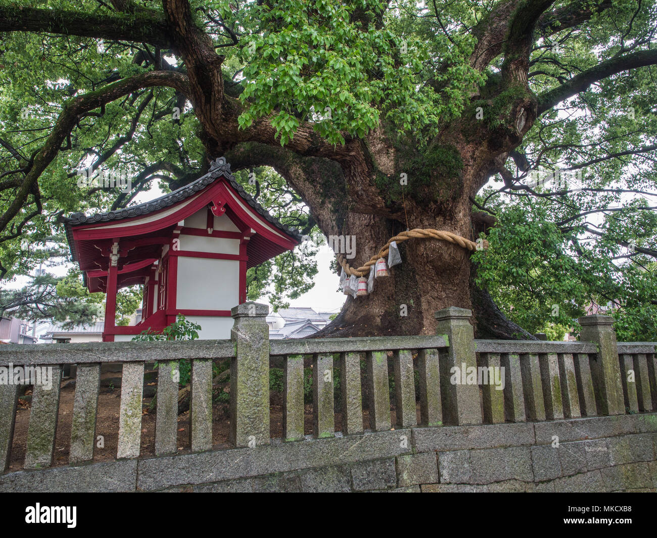 Sacred camphor tree and shinto shrine, at Zentsuji, 88 temple pilgrimage, Kagawa, Shikoku, Japan Stock Photo