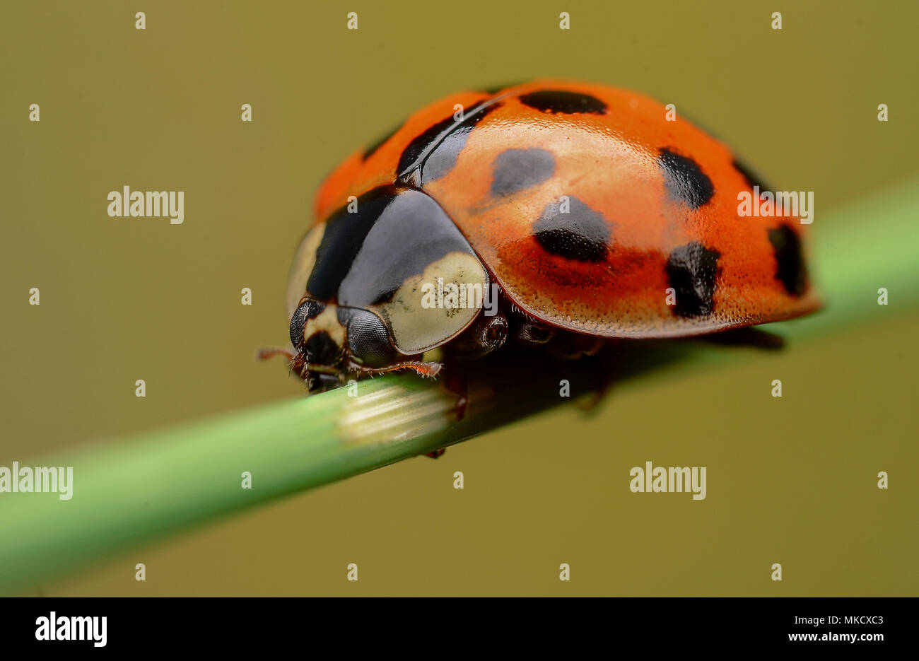 Coccinellidae - Ladybug Stock Photo