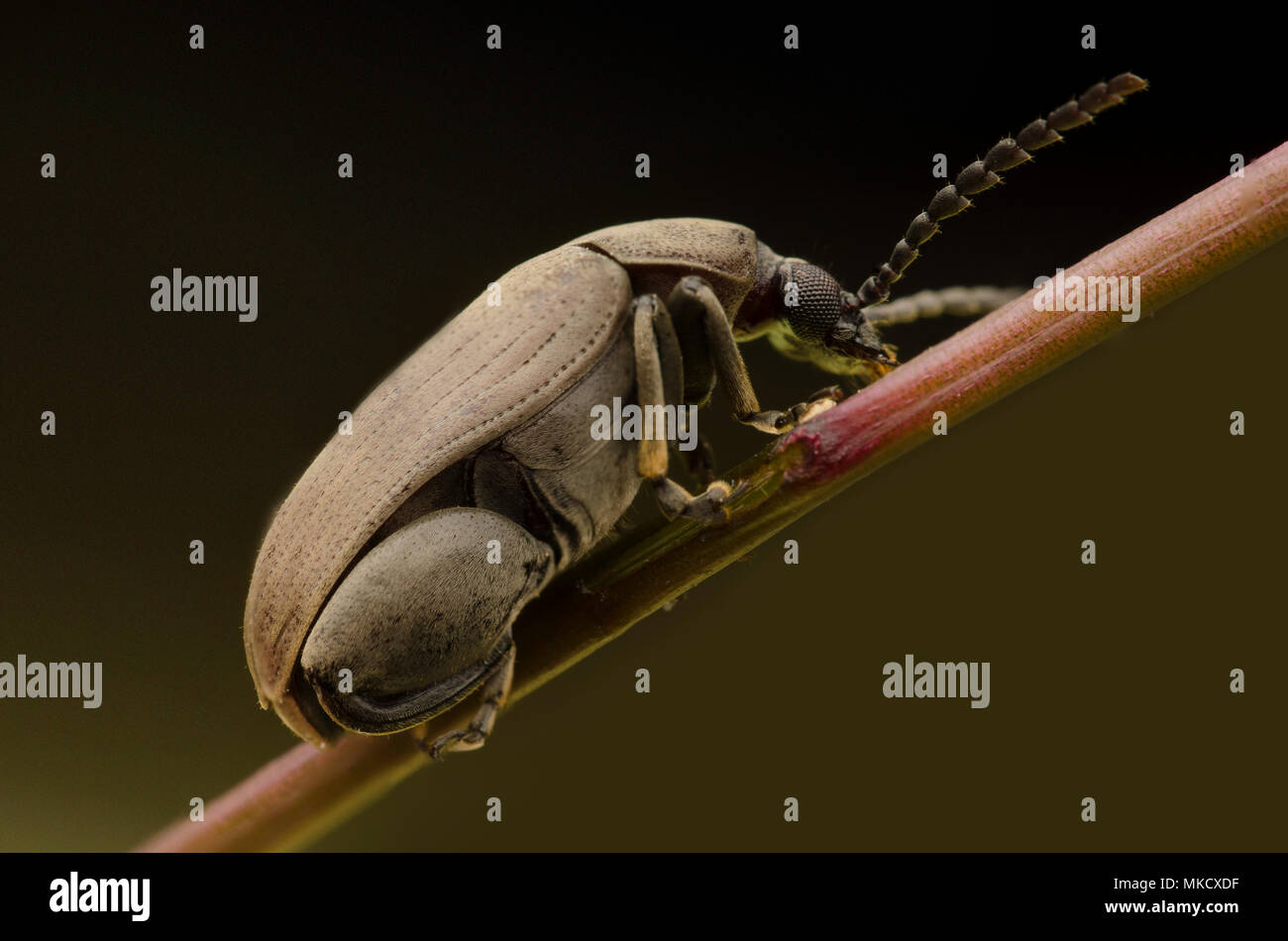 Chrysomelidae Stock Photo
