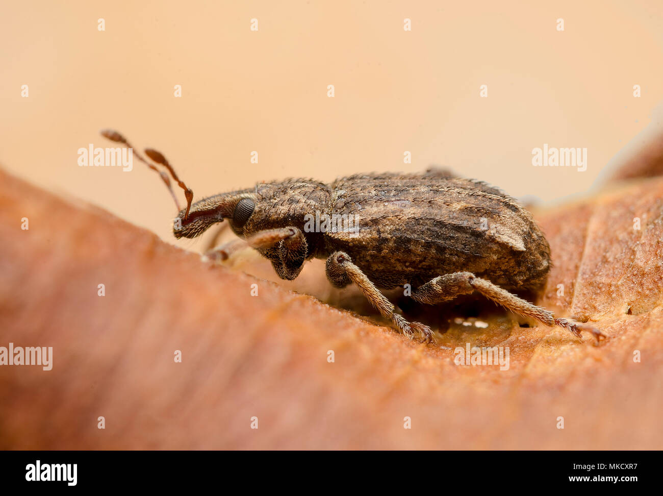 Curculionidae Stock Photo