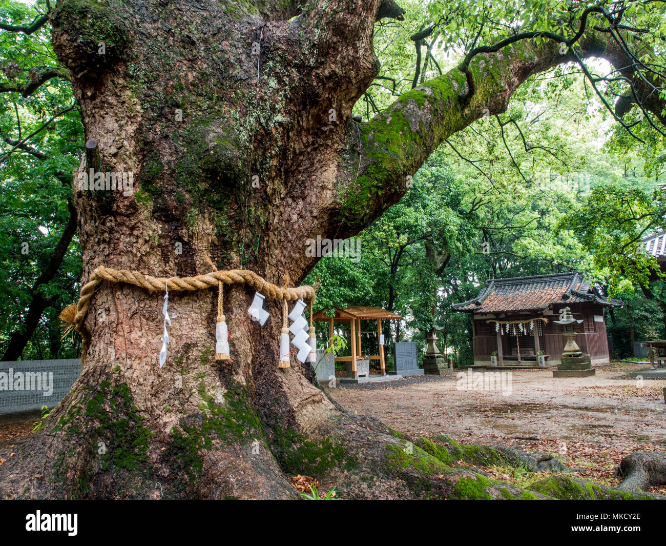 Sacred camphor tree with shimenawa and shide, at Shinto shrine on 88 temple pilgrimage trail near Kozonji. Kagawa, Shikoku, Japan Stock Photo